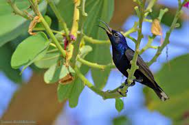 นกก นปล ดำม วง purple sunbird cinnyris asiatica bird photography bird purple