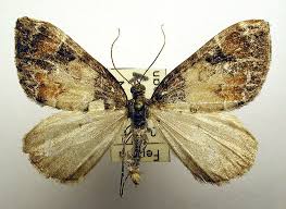 Image result for Hermbstaedtia schaeferi