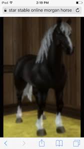 This Is My Morgan Off Sso His Name Is Anglehaert He Is A Very Lovely Horse Star Stable Horses Morgan Horse