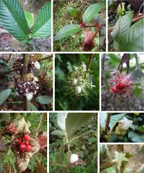 Image result for Stipularia africana