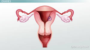 Female Reproductive System Functions Structures Health Class Video Study Com