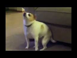 ratatataraatata dogg coub the biggest video meme platform