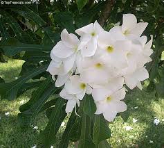 I had some beautiful wedding bouquets from my 2011 maui weddings that i thought i would share since it is engagement season. Plumeria Pudica Bridal Bouquet Toptropicals Com