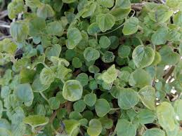 Image result for Parietaria debilis