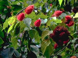 Image result for Bixaceae