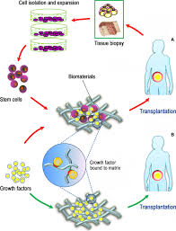 Nov 02, 2015 · the key to unlocking stem cell's potential and blocking a deadly threat. Administration Of Signalling Molecules Dictates Stem Cell Homing For In Situ Regeneration Li 2017 Journal Of Cellular And Molecular Medicine Wiley Online Library