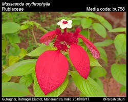 Image result for Mussaenda rivularis