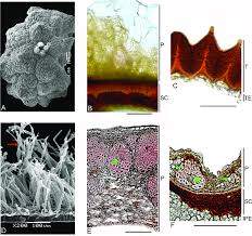 Image result for Petiveriaceae