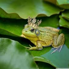 Download, share or upload your own one! Cute Frog Wallpaper For Ipad Air 2048x2048 Wallpaper Teahub Io