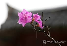 진달래 꽃 (+) 진달래 꽃. ì‹œë‚˜ë¸Œë¡œ ë´„ ë´„ë¹„ì— ì –ì€ ì§„ë‹¬ëž˜ ì—°í•©ë‰´ìŠ¤