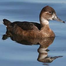 Image result for Entephria polata