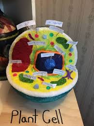 Plant cell and animal cell diagram quiz from animal and plant cells worksheet, source:quizbiology.com. Plant Cell Model 6th Grade Cell Model Project Plant Cell Model Cell Model