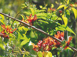 Image result for Ruttya fruticosa