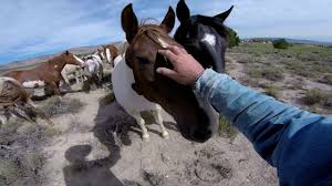 In the latest disney version, the setting was changed to the american west and beauty was a mustang mare. Gopro Wild Mustangs A Legacy In 4k Youtube