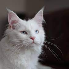 Adorable cats and cute kittens | pinterest. 9 Beautiful White Cats And Kittens