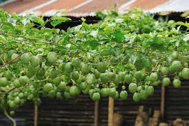 All our plants are retail grade, premium quality. Growing Tropical Fruit In Sydney Our 5 Top Tips Flower Power