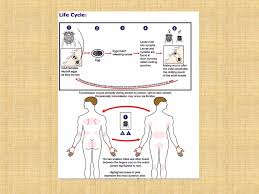 Image result for Sarcoptes scabiei life cycle