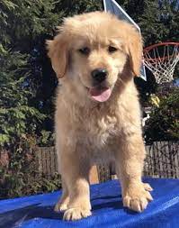 Litter Of 5 Golden Retriever Puppies For Sale In San Francisco Ca Adn 70241 On Puppyfinder Com Gender Puppies For Sale Golden Retriever Old Golden Retriever