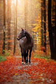 #herbst #shooting #love #stall #pferd #blätter. Pferdefotografie Im Herbst