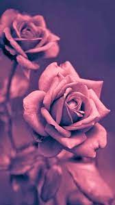 Pin By Kellimedinaaviles On Wallpaper Rose Gold Wallpaper Iphone Gold Wallpaper Iphone Rose Gold Wallpaper A collection of the top 53 rose gold aesthetic wallpapers and backgrounds available for download for free. wallpaper rose gold wallpaper iphone
