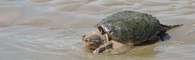 Check spelling or type a new query. Reptiles Missouri National Recreational River U S National Park Service