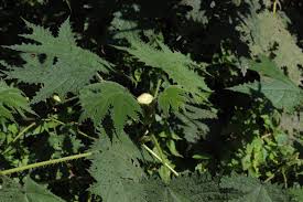 Image result for Girardinia diversifolia