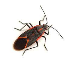 Check spelling or type a new query. Earthbox Insect Indentifier