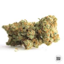 It's the perfect strain for creative ventures, productive, focused afternoons, and even social gatherings. Gelato Samba Bulk Seed Bank