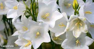 Campanula Flower Care Growing The Old Fashioned Bellflower Flower Care Campanula Plant Campanula Flowers