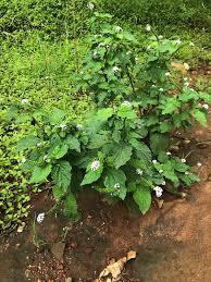 Image result for Heliotropium indicum