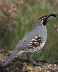 Birds Of The Southwest United States Gambel S Quail Bird Life List Bird Photo Backyard Birds