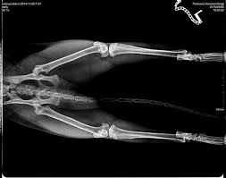 kalca displazisi petmania veteriner klinigi