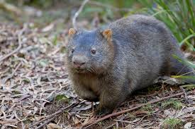 Image result for Common wombat
