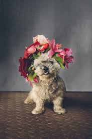 Dogs With Flower Crowns That Will Tempt You To Ditch Your Flowergirls Dog Flower Cute Puppies Dogs