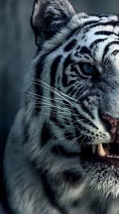 Full hd, resolução 4k, formato vertical e horizontal. Wild Tigers Wallpapers 4k Ultra Hd Para Android Apk Baixar