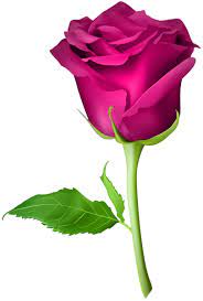 Rose Pink Transparent Png Clip Art Image Rose Flower Pictures Love Rose Flower Rose Flower Wallpaper