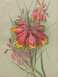 Guillaume Severeyns After Ellis Rowan Blandfordia Flammea Var Princeps B Nobilis B Marginata 1895 Chromolithograph Collec Botanical Art Vintage Flowers Art