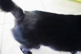 A common skin ailment i see are sores at the end of a cat's tail, says dr. Puck S Bald Spot Returns Bad Cat Chris