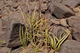 Image result for Pegolettia senegalensis