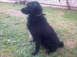 Yakisikli Flat Coated Retriever Oglan Yuva Ariyor Patilen