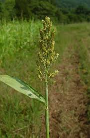 Image result for Sorghum bicolor