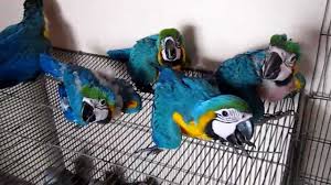 They are one of the more recognizable birds in the world and a popular pet for people who can handle a large parrot that demands attention. Blue Gold Macaw Parrots For Sale Amby Australia Pty Ltd Ecplaza Net
