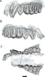 Image result for Paratheria