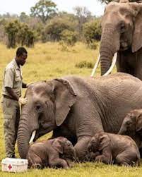Rare elephant twins born in savannah