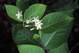 Image result for Holarrhena