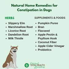 Oct 31, 2019 · hydrate, hydrate, hydrate. Canine Constipation Remedies Home Treatment For Constipated Dogs