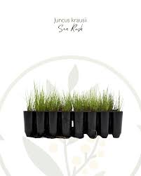 Image result for Juncus kraussii