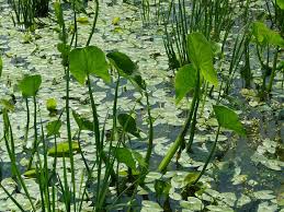 Image result for Limnophyton obtusifolium