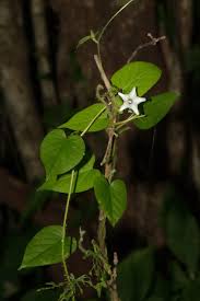 Image result for Ipomoea sinensis