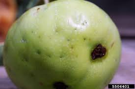 Maybe you would like to learn more about one of these? Pop Tips When Apple Maggots Attack Philadelphia Orchard Project